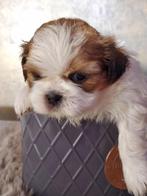 Shih Tzu pups, Rabiës (hondsdolheid), Overige rassen, 8 tot 15 weken, Meerdere