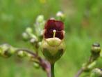 Scrophularia nodosa (knopig helmkruid vaste plant, Ophalen of Verzenden, Vaste plant, Overige soorten, Volledige schaduw