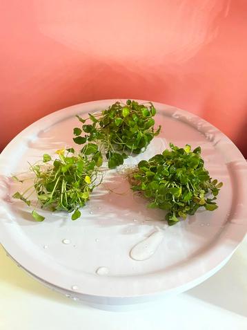 Schismatoglottis Prietoi aquariumplant 3x beschikbaar voor biedingen