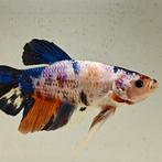 Betta splendens man 03, Vis