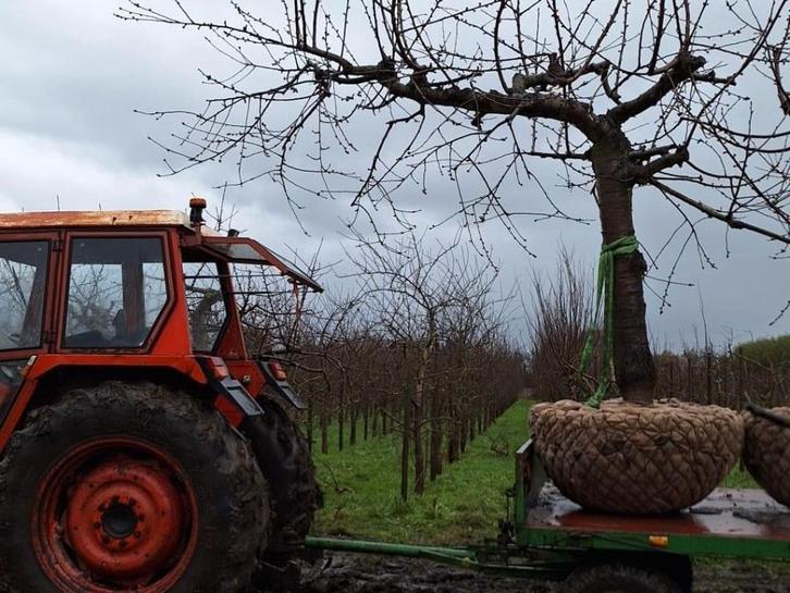 Leivorm Kersenbomen 35 jaar, div rassen, Tuin en Terras, Planten | Fruitbomen, Kersenboom, 250 tot 400 cm, Lente, Ophalen