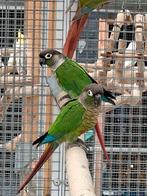 Jongen pyrrhura, Dieren en Toebehoren, Vogels | Parkieten en Papegaaien, Meerdere dieren, Parkiet, Geringd