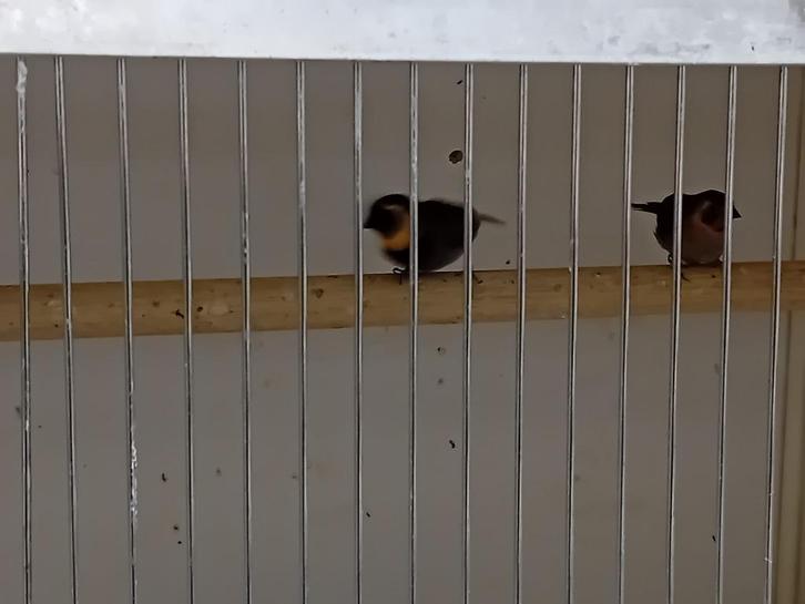 Diverse leuke tropen, Dieren en Toebehoren, Vogels | Overige Vogels, Tropenvogel, Meerdere dieren, Geringd