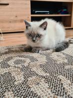 100% Britse korthaar een katertje en poesje, Dieren en Toebehoren, Katten en Kittens | Raskatten | Korthaar, Poes