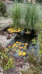 Vijver met waterplanten, Tuin en Terras, Vijvers, Ophalen