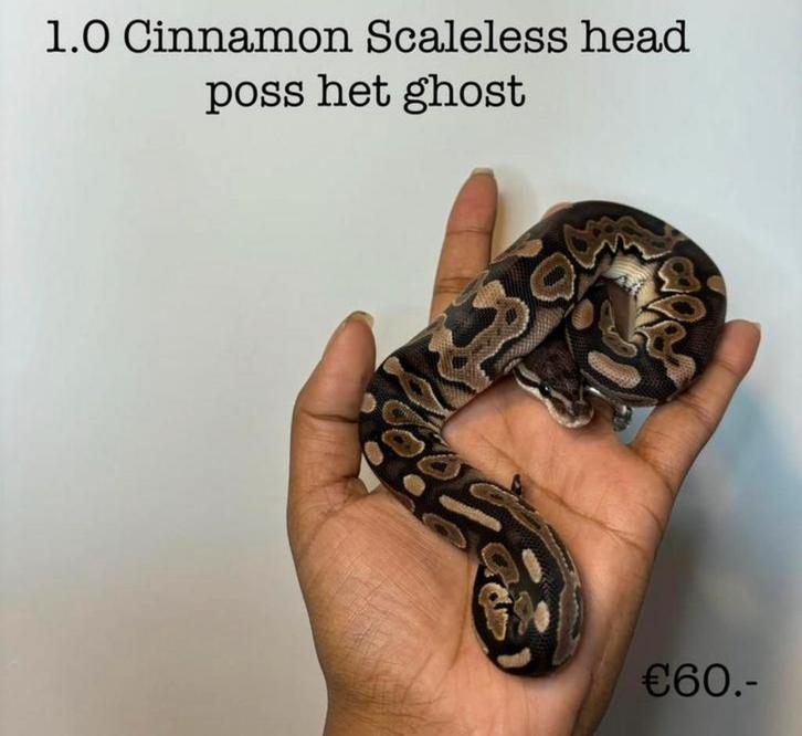 0.1 Cinnamon Scaleless head poss het ghost NK24
