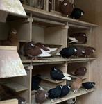 A'damse baardtuimelaars – 2 koppels in zwart - Sierduiven, Meerdere dieren, Overige soorten