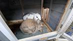 2 dwergkonijnen dames, Dieren en Toebehoren, Vrouwelijk