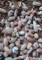 Armadillo officinalis "Pink & White", Overige soorten