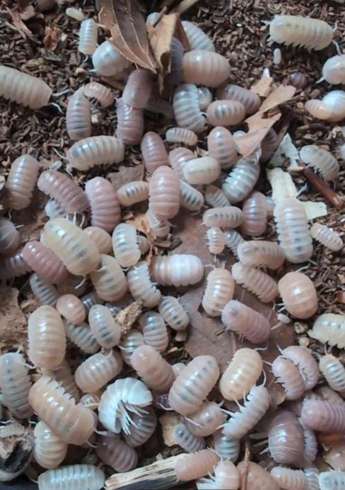 Armadillo officinalis "Pink & White", Dieren en Toebehoren, Insecten en Spinnen, Overige soorten