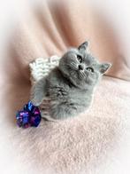 Britse korthaar kittens blauw met stamboom + garantie, Dieren en Toebehoren, Katten en Kittens | Raskatten | Korthaar, Kater, Gechipt