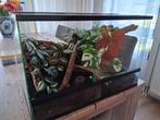 Glazen terrarium, Dieren en Toebehoren, Reptielen en Amfibieën | Toebehoren, Ophalen