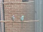 Kweekkoppel halsbandparkieten, Dieren en Toebehoren, Vogels | Parkieten en Papegaaien, Meerdere dieren, Parkiet