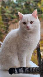 Knuffelkater snow, Dieren en Toebehoren, Katten en Kittens | Overige Katten, Kater