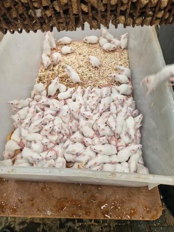 Te koop muis, voedermuis, springer, pinky beschikbaar voor biedingen