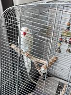 Lieve parakeet met een grote kooi, Dieren en Toebehoren, Vogels | Parkieten en Papegaaien, Vrouwelijk, Parkiet