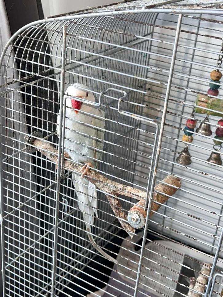 Lieve parakeet met een grote kooi, Dieren en Toebehoren, Vogels | Parkieten en Papegaaien, Parkiet, Vrouwelijk