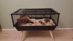Hamster kooi (dwerghamster), Dieren en Toebehoren, Knaagdieren en Konijnen | Hokken en Kooien, Kooi, Zo goed als nieuw, Hamster