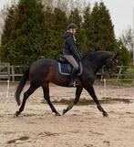 Prachtige donkere Ster Merrie 10 jaar. Everdale x Westenwind, Dieren en Toebehoren, Paarden, Merrie, M, Dressuurpaard, 170 tot 175 cm