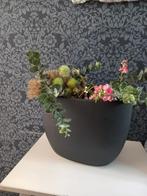 Bloemen  in pot super mooi., Ophalen of Verzenden, Zo goed als nieuw