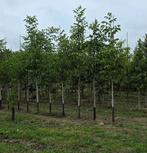 Noten bomen ( Juglans regia ), Tuin en Terras, Planten | Bomen, Ophalen of Verzenden, Volle zon, Overige soorten