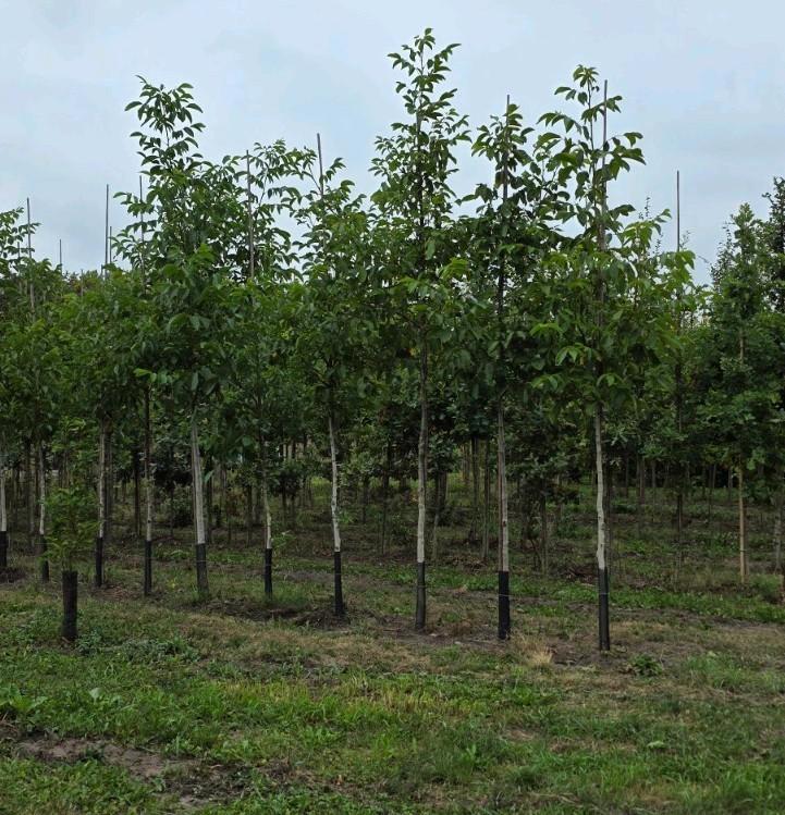 Noten bomen ( Juglans regia ), Tuin en Terras, Planten | Bomen, Overige soorten, Volle zon, Ophalen of Verzenden