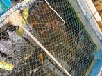 jongen koi karpers en gele lissen, Dieren en Toebehoren, Vissen | Vijvervissen, Karper of Koi