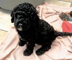 ** SPOED  huisje gezocht ** mini Aquadoodle Espagnol getest, Dieren en Toebehoren, Honden | Niet-rashonden, Reu, CDV (hondenziekte)