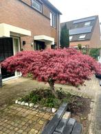 Japanse Esdoorn, Ophalen, Halfschaduw, Overige soorten, Lente
