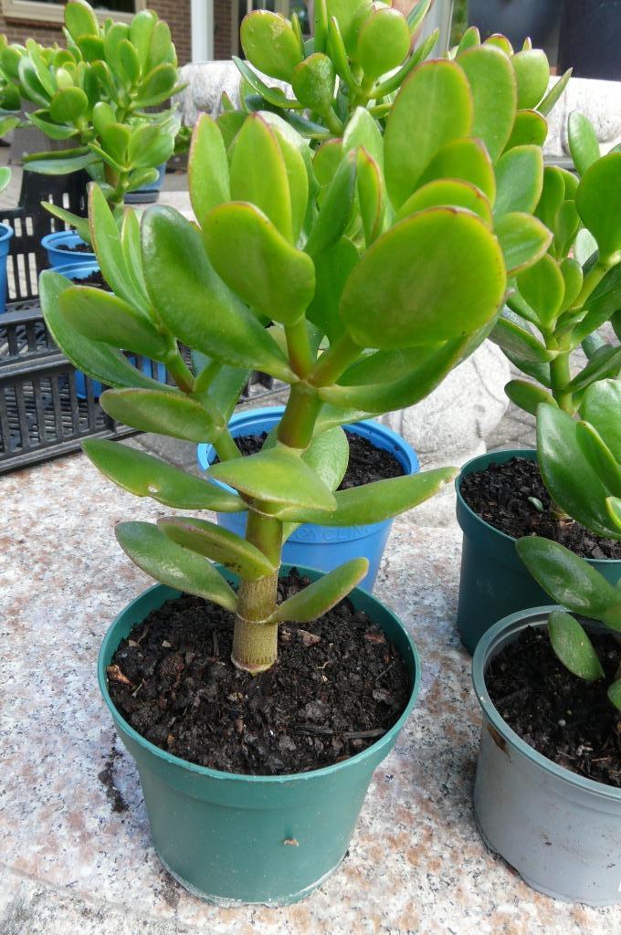 Geldboom   Crassula, Huis en Inrichting, Kamerplanten, Vetplant, Minder dan 100 cm, Groene kamerplant, Volle zon, In pot, Ophalen