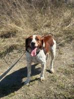 Breton mix Mark, Dieren en Toebehoren, Honden | Niet-rashonden, 6 jaar of ouder, Particulier, Buitenland, Eén hond