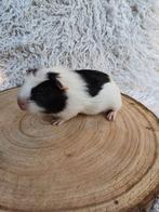 Diverse Zwart bonte Engels Gekruinde cavia's., Dieren en Toebehoren, Knaagdieren, Meerdere dieren, Cavia, Na 1 juli 2024, Tam