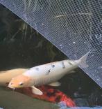 Koi Shiro utsuri 65 cm, Dieren en Toebehoren, Vissen | Vijvervissen, Karper of Koi