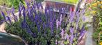 Vaste Planten En Siergrassen, Tuin en Terras, Planten | Tuinplanten, Ophalen, Zomer, Siergrassen, Volle zon