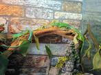 Gastropholis prasina, groen/blauwe kielbuik hagedis, Dieren en Toebehoren, Reptielen en Amfibieën, Hagedis, 0 tot 2 jaar