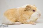 Saffraan witte sheltie cavia, Dieren en Toebehoren, Cavia, Mannelijk, Januari, Tam