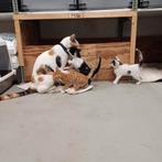 Lieve kittens te koop!, Dieren en Toebehoren, Meerdere dieren