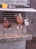 TAKLA,Kuwait Gouden Kop, Dieren en Toebehoren, Vogels | Duiven, Meerdere dieren, Tuimelaar of Roller
