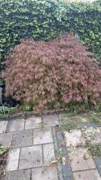 Japanse Esdoorn, Tuin en Terras, Grind, Keien en Split, Ophalen of Verzenden, Zo goed als nieuw, Overige typen