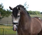 Kwaliteit's volle pre andalusier hengst, Dieren en Toebehoren, Paarden, M, Dressuurpaard, Hengst, 3 tot 6 jaar