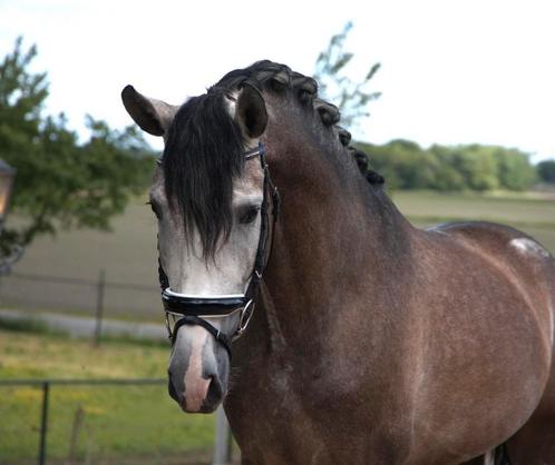 Kwaliteit's volle pre andalusier hengst, Dieren en Toebehoren, Paarden, Hengst, M, 160 tot 165 cm, 3 tot 6 jaar, Dressuurpaard