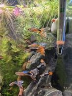 Mannetjes guppen, Dieren en Toebehoren, Vissen | Aquariumvissen, Vis