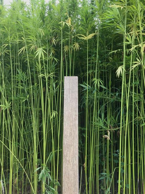 Vloerdelen/ parket gemaakt van ind.hennep., Doe-het-zelf en Verbouw, Vloerdelen en Plavuizen, Nieuw, Parket, Hout, 150 cm of meer