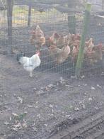 Broedeieren boerderijkippen, Dieren en Toebehoren