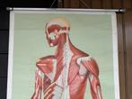 Vintage anatomische schoolplaat “Muskeln (Rückseite)” 1960, Ophalen of Verzenden, Natuur en Biologie