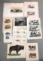 Oude gravures prenten etc. van koeien en stieren, Antiek en Kunst, Ophalen of Verzenden