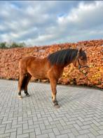 3,5 jarige brave D pony ruin, Ruin, D pony (1.37m tot 1.48m), 3 tot 6 jaar