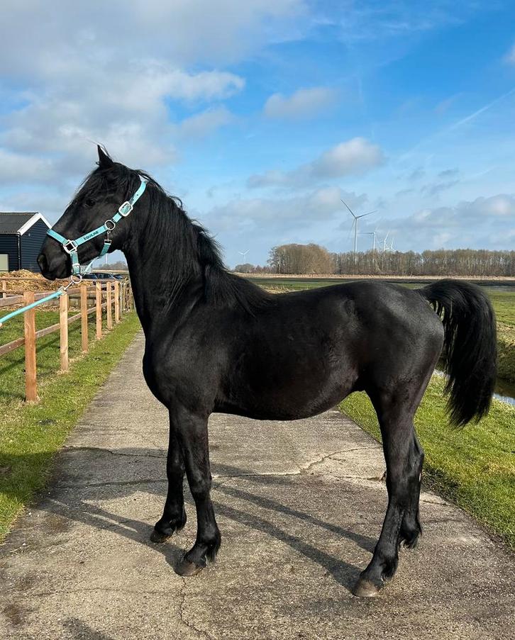 2-jarige hengst en 3-jaruge Barock-pinto merrie, Dieren en Toebehoren, Paarden, Hengst, Minder dan 160 cm, 0 tot 2 jaar, Dressuurpaard