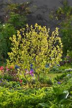 **ACTIE** Ribes alpinum Schmidt, alpenbes, Ophalen of Verzenden, Overige soorten, Struik, Minder dan 100 cm