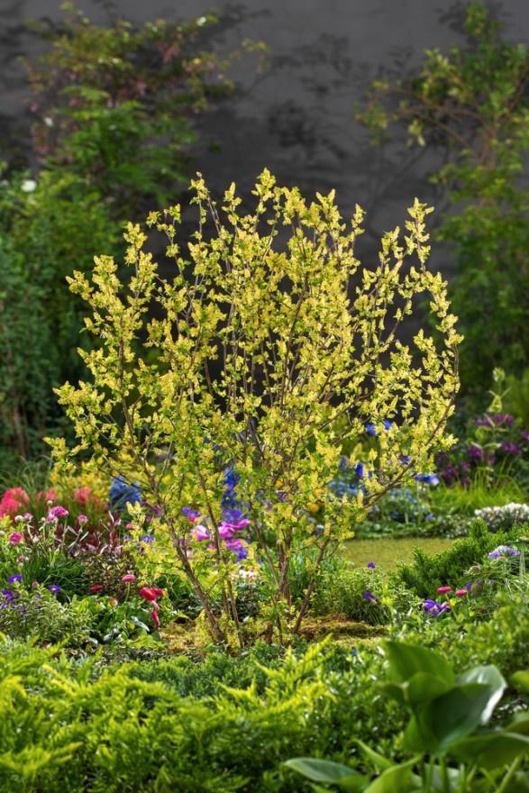**ACTIE** Ribes alpinum Schmidt, alpenbes, Tuin en Terras, Planten | Struiken en Hagen, Struik, Overige soorten, Minder dan 100 cm